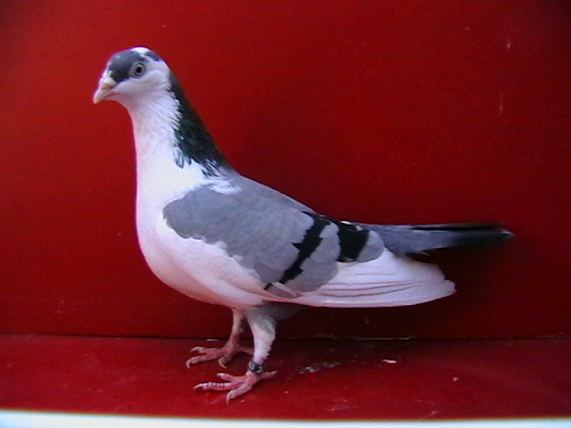 IMGA0217 - galateni femele