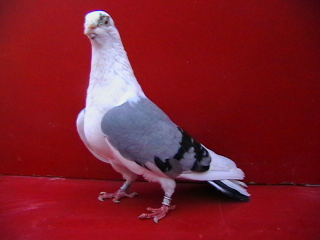 IMGA0283 - galateni femele