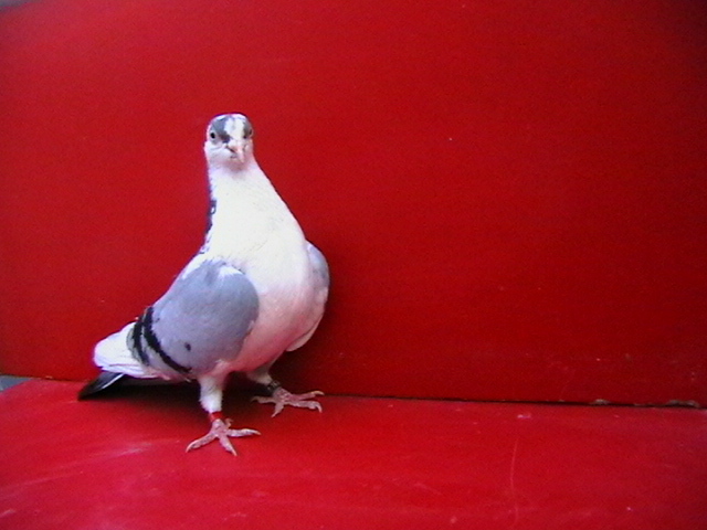 IMGA0294 - galateni femele