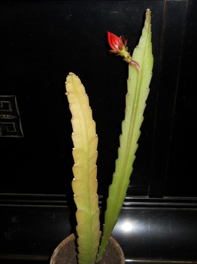 epiphyllum - Plante