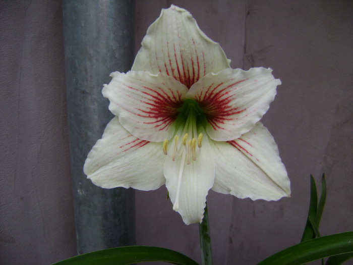 DSC06078 - amaryllis 2011