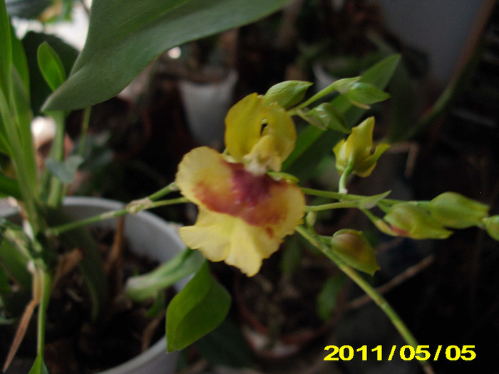 oncidium