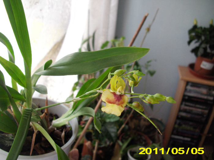 oncidium - Orhidei