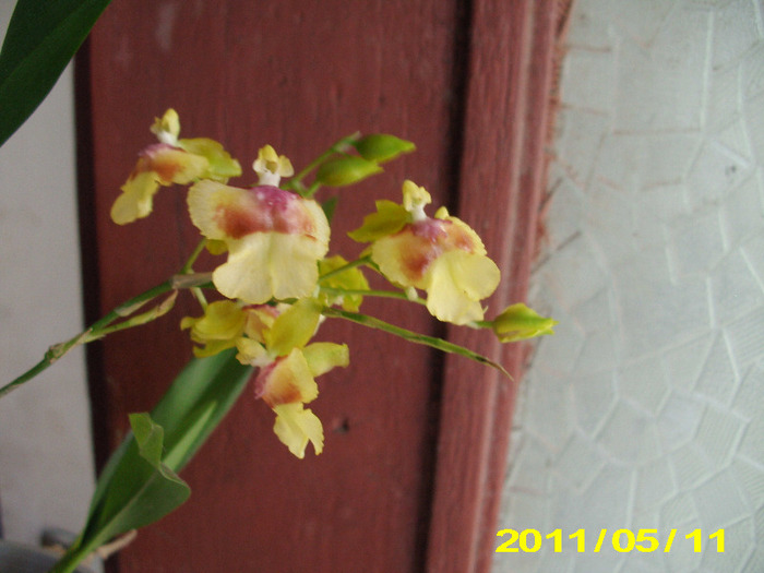 Picture 003 - Orhidei
