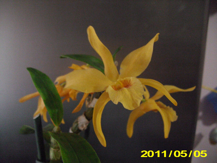 Picture 008 - Orhidei