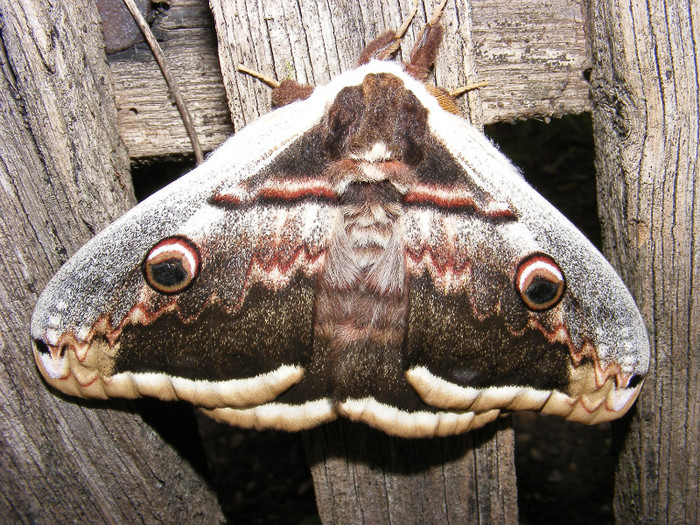 cap de mort - Animale  pasari si insecte filmate de mine