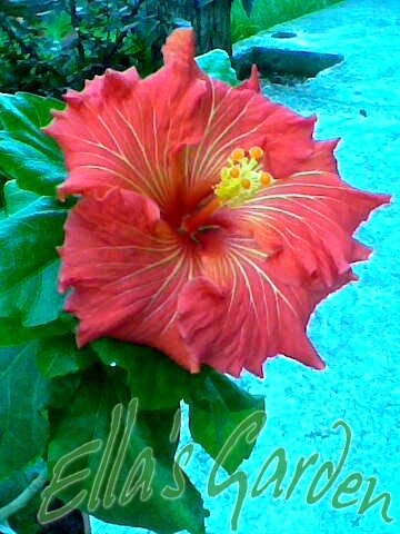 Rosalind - 2011 Hibiscus