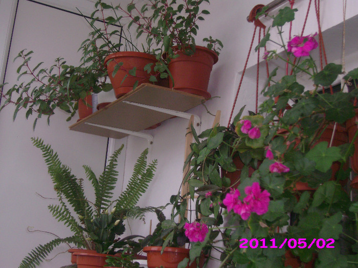 IMG_8569 - flori 2011