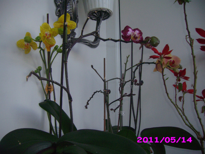 IMG_8613 - flori 2011