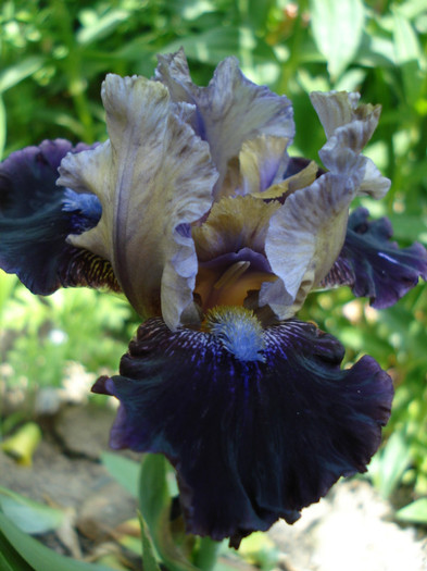 36. "Dream Indigo", 15.05.2011