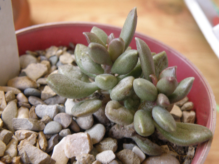 Adromischus schuldiatus/ 2010 / Andree - Genul Adromischus