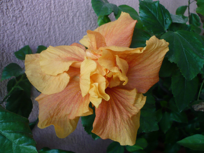 P1060953
