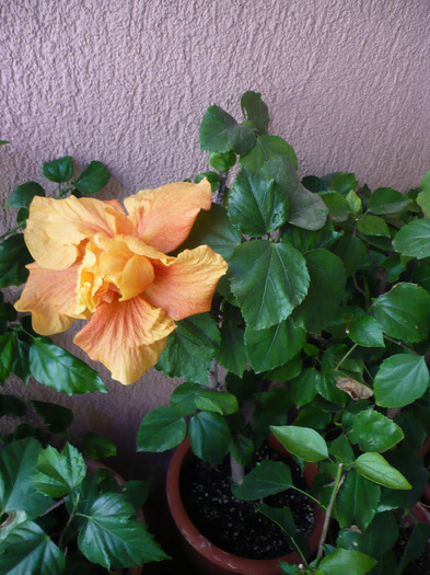 P1060954
