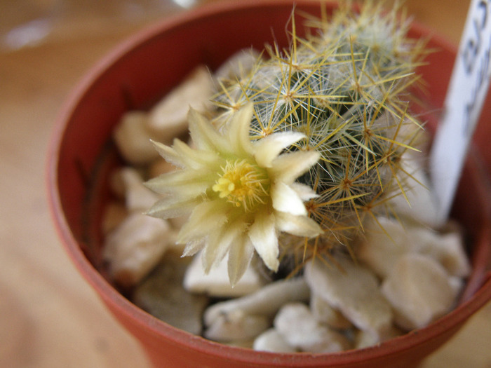 Mammilaria prolifera - floare 2011 - Genul Mammilaria