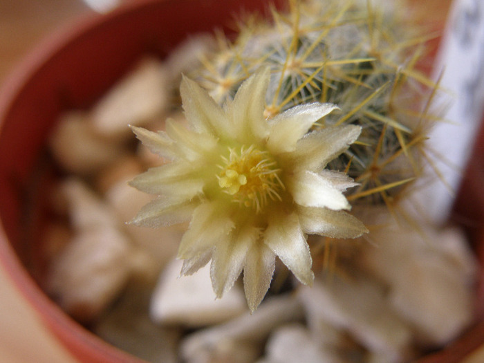 Mammilaria prolifera - floare 2011 - Genul Mammilaria