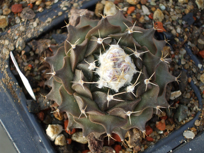 Obregonia denegrii-boboci