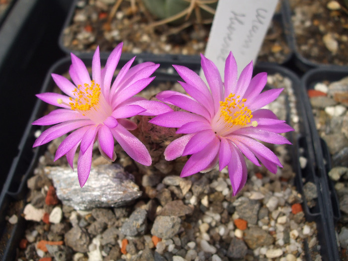 Mammillaria theresae