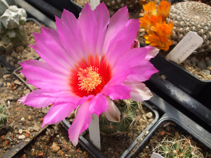 Thelocactus bicolor schwarzii xicotentat