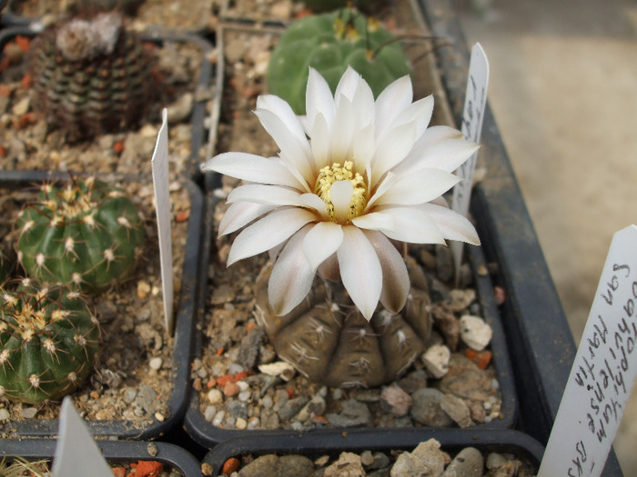 Gymncalycium ragonesii