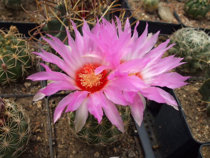 Thelocactus bicolor schwarzii xicotentat