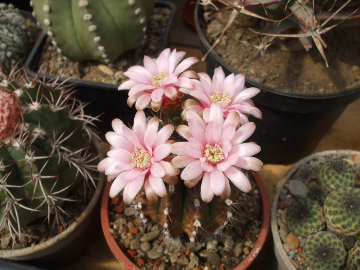 Gymnocalycium mihanovichii