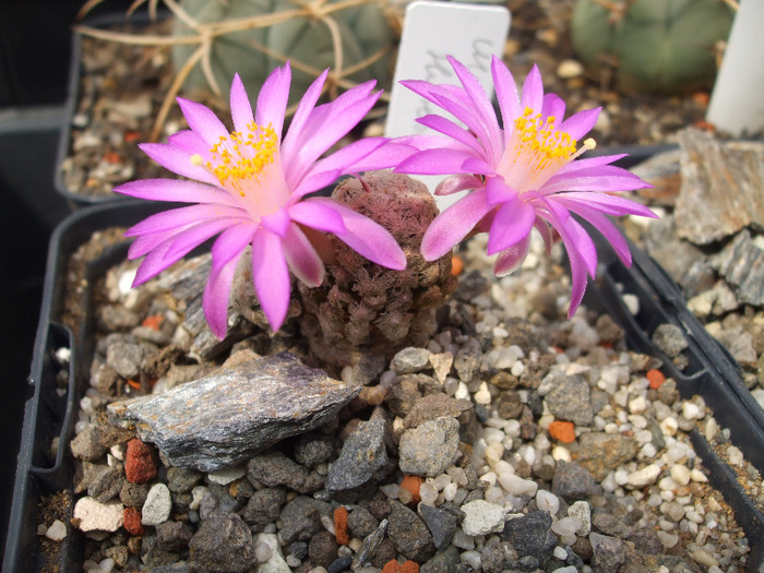Mammillaria theresae