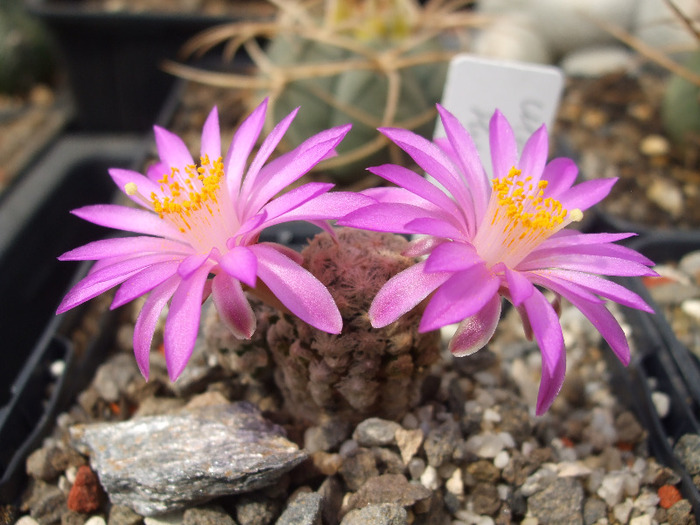 Mammillaria theresae