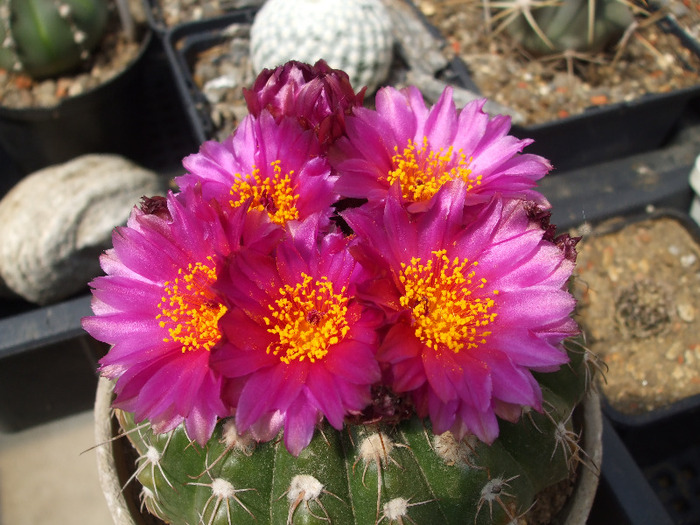 Notocactus ubelmannianus