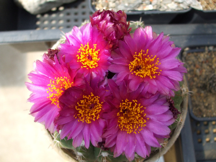 Notocactus ubelmannianus