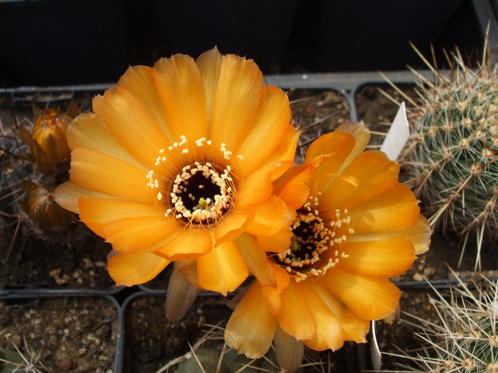 Lobivia marsonerii