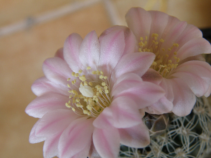 Gymnocalycium bruchii v. niveum - Genul Gymnocalycium