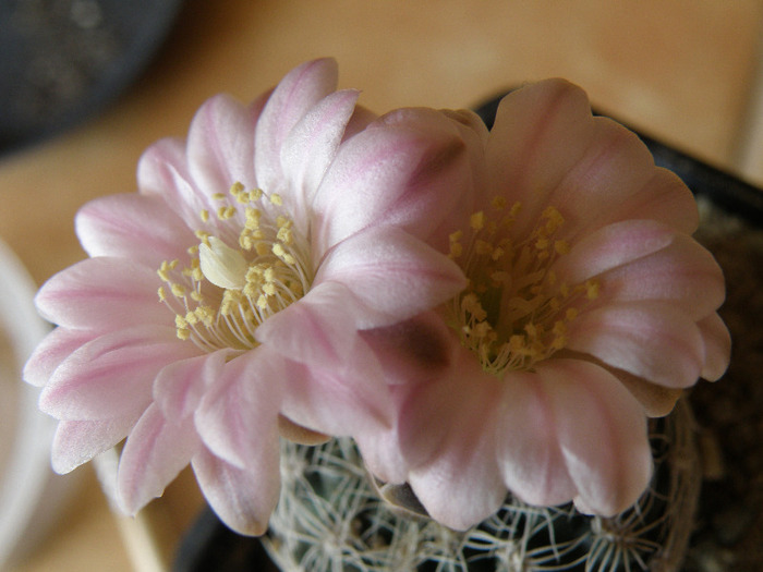 Gymnocalycium bruchii v. niveum