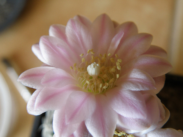 Gymnocalycium bruchii v. niveum - Genul Gymnocalycium