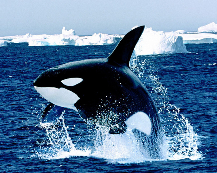 balena neagra in apa - imagini pentru desktop