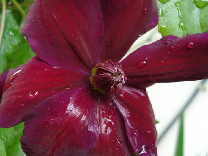 DSC04976 - Clematis 2011