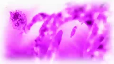 bscap0059
