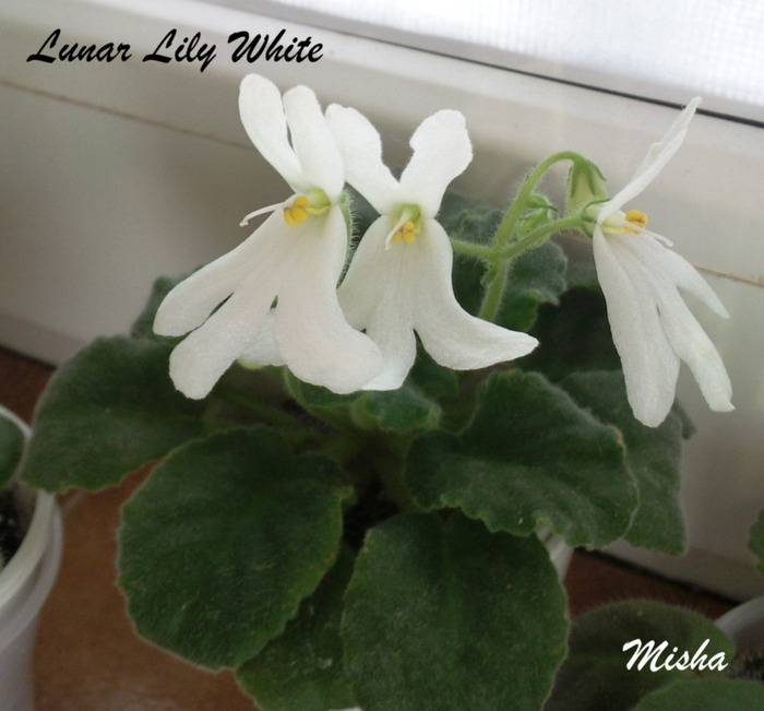 Fotografie1514 - zz - Lunar Lily White