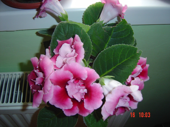 Picture 1221 - 2012-2011 GLOXINIA