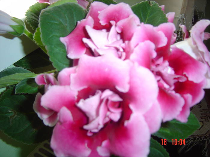 Picture 1223 - 2012-2011 GLOXINIA