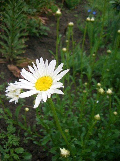 CIMG3531