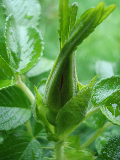 Rosa rugosa (2011, May 08)