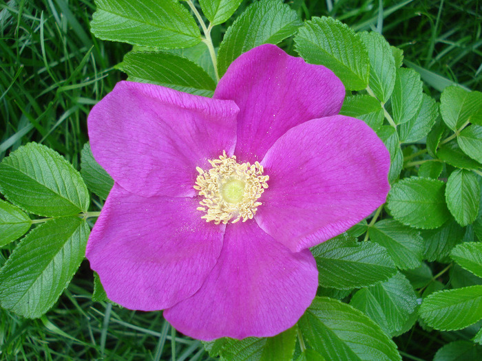 Rosa rugosa (2011, May 16) - ROSA Rugosa_Rugosa Rose