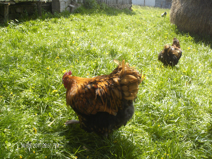 HPIM4519 - Orpington galben negru 2010