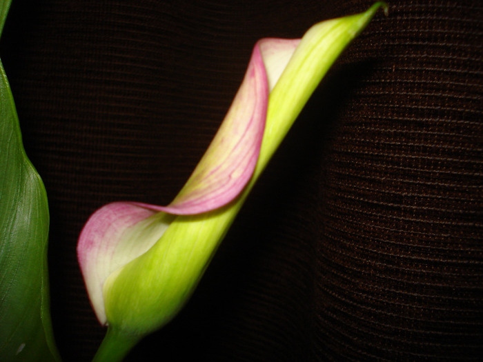 calla rehmanni