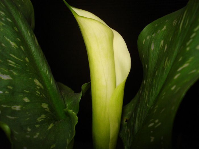 calla