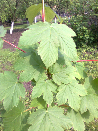 Frunze de paltin - Recunoasrerea arborilor dupa frunze