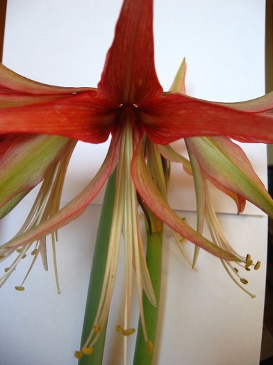 Sumatra - Hippeastrum