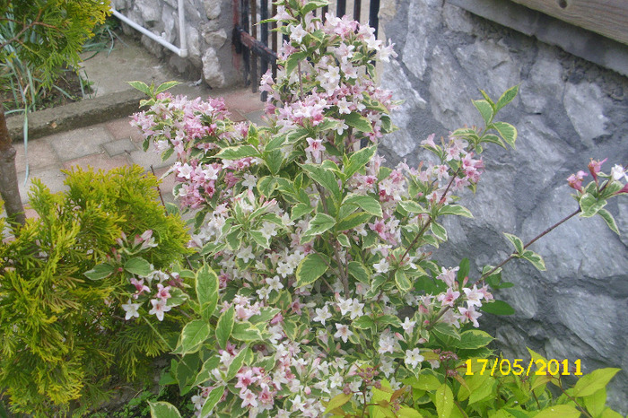 weigella nana variegata - Arbusti diversi din gradina mea