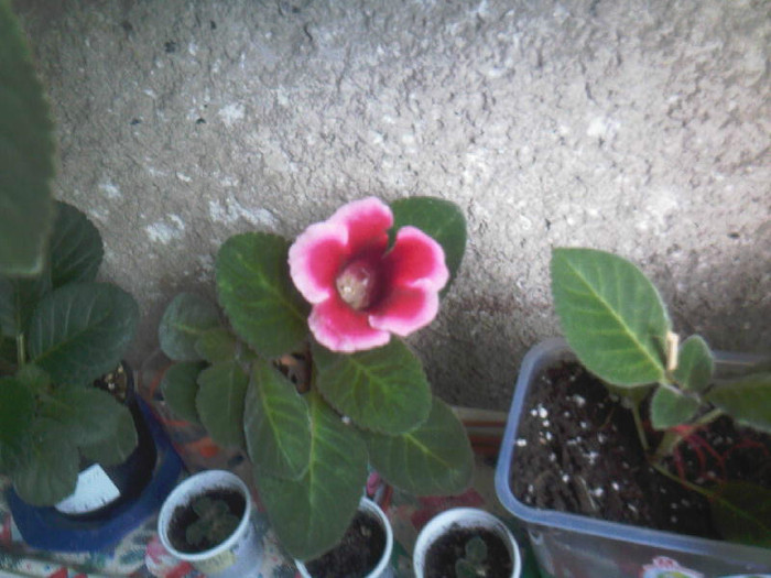 rosu cu roz pe margine