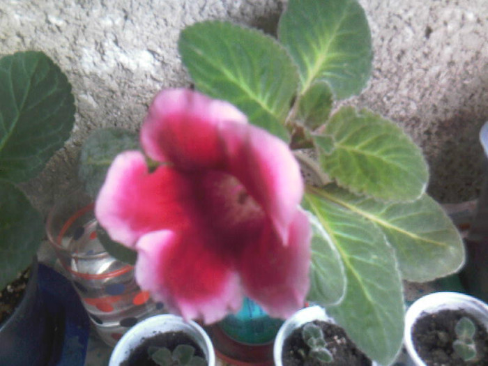 rosu cu roz pe margine